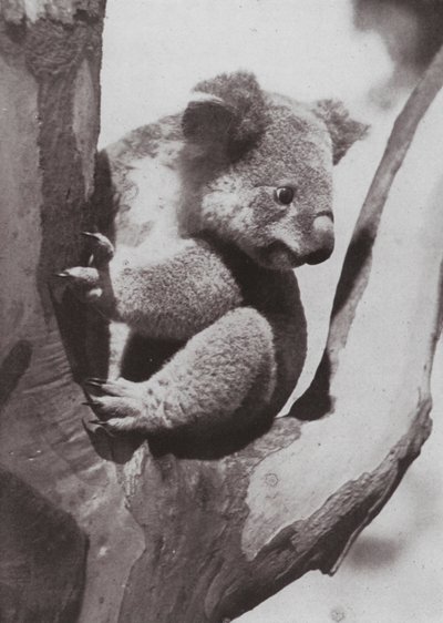 Az egyedi koala vagy őshonos medve (f/w fotó) alkotó: Photographer Australian