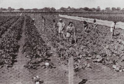 A Transzkontinentális út közelében, az úgynevezett Sivatagi országban termesztett zöldségek, fúrt vízzel öntözve (f/w fotó) alkotó: Photographer Australian