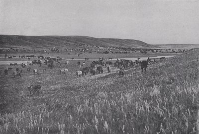 Tartományi szarvasmarha Alberta hegyvidékén (f/w fotó) alkotó: Photographer Canadian