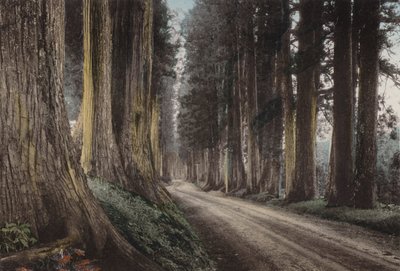 Japán, 1912 körül: Cryptomeria Road, Nikko (fotó) alkotó: Photographer Japanese