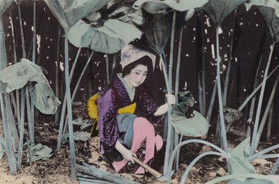 Japán, 1912 körül: Hatalmas láp-rebarbara, vadon élő növény, Akita (fotó) alkotó: Photographer Japanese