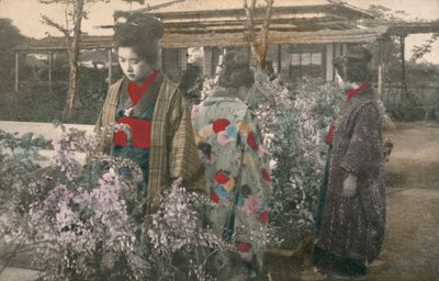 Japán nők wisteria növényekkel (színes fotó) alkotó: Photographer Japanese