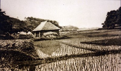 Rizsföldek Japánban alkotó: Photographer Japanese