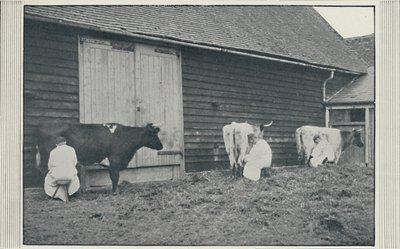 Fejőtehenek, 1910 alkotó: Pictorial Agency
