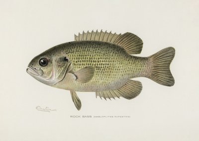 Sziklahal (Amploplites rupestris) – Sherman F. Denton (1856–1937) alkotó: Pictufy
