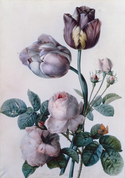 Egy káposzta rózsa, két tulipán, egy kis teknős pillangó, sárga rét (akvarell) alkotó: Pierre Joseph Redouté