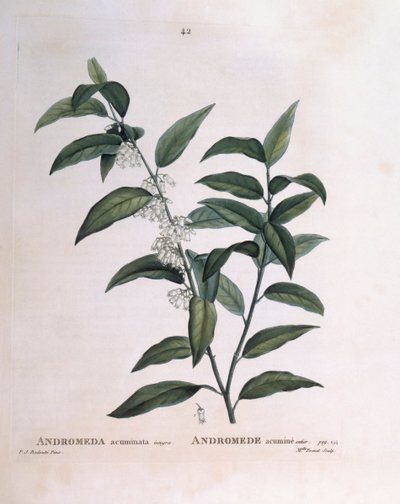 Andromeda acuminata Henry Louis Duhamel du Monceau, Pierre Joseph Redouté botanikai lemeze alkotó: Pierre Joseph Redouté