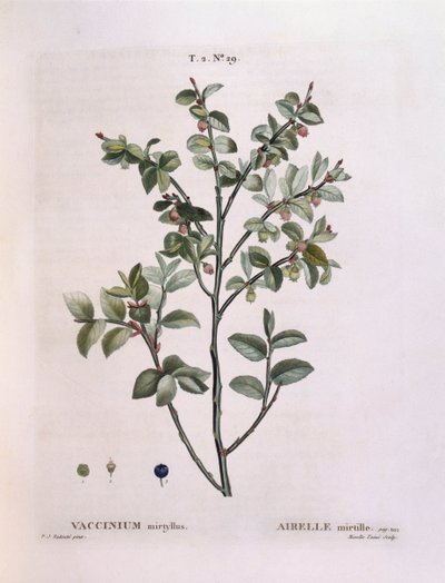 Fekete áfonya (Vaccinium myrtillus), Henry Louis Duhamel du Monceau, Pierre Joseph Redouté botanikai lemeze alkotó: Pierre Joseph Redouté