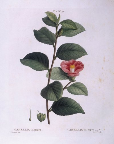 Camellia (Camellia japonica), Henry Louis Duhamel du Monceau, Pierre Joseph Redouté botanikai lemeze alkotó: Pierre Joseph Redouté
