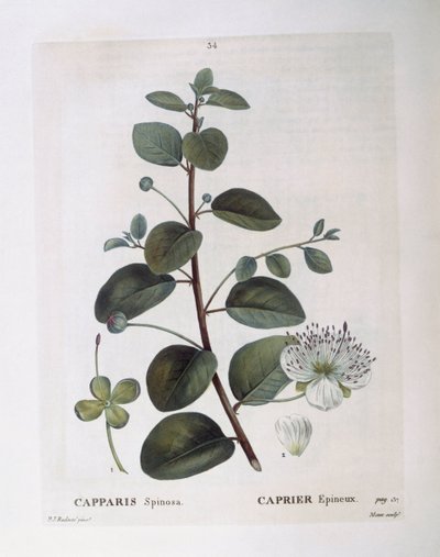 Kapribogyó (Capparis spinosa), Henry Louis Duhamel du Monceau, botanikai lemez Pierre Joseph Redoutétól alkotó: Pierre Joseph Redouté