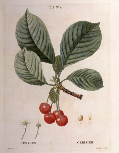 Cseresznye (Cerasus), Henry Louis Duhamel du Monceau, Pierre Joseph Redouté botanikai lemeze alkotó: Pierre Joseph Redouté