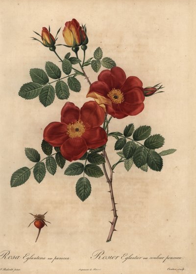 Rézrózsa, Rosa eglanteria alkotó: Pierre Joseph Redouté