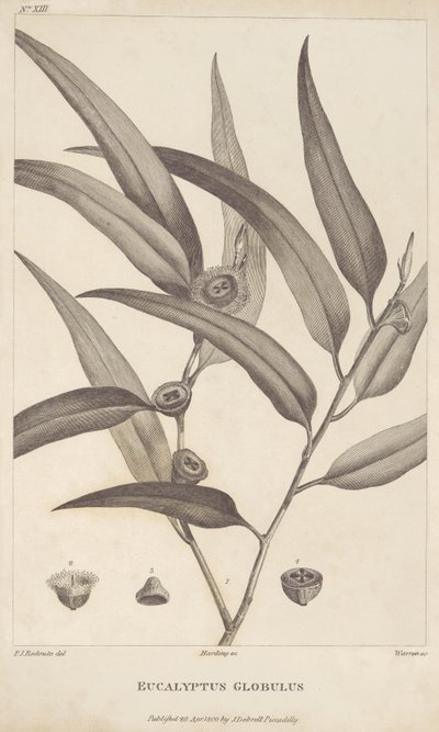 Eucalyptus Globulus Jacques-Julien Houtou de La Billardière "Beszámolója a La Perouse-t kereső utazásról" alkotó: Pierre Joseph Redouté
