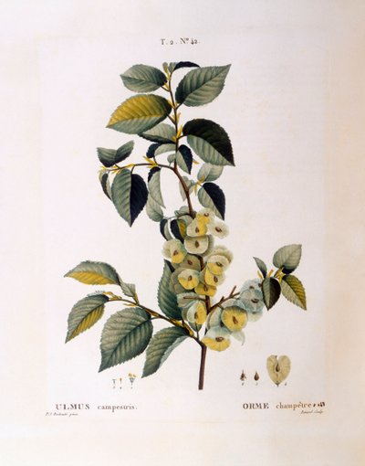 Mezei szil (Ulmus campestris gold minor), Henry Louis Duhamel du Monceau, Pierre Joseph Redouté botanikai lemeze alkotó: Pierre Joseph Redouté