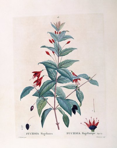 Fukszia (Fuchsia magellanica), Henry Louis Duhamel du Monceau, Pierre Joseph Redouté botanikai lemeze alkotó: Pierre Joseph Redouté