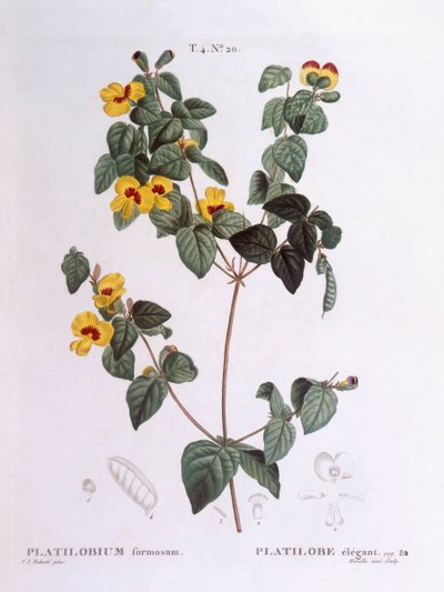 Csinos lapos borsó (Platylobium formosum), Henry Louis Duhamel du Monceau, Pierre Joseph Redouté botanikai tányérja alkotó: Pierre Joseph Redouté