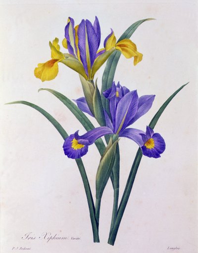 Iris Xiphium (színes metszet) alkotó: Pierre Joseph Redouté