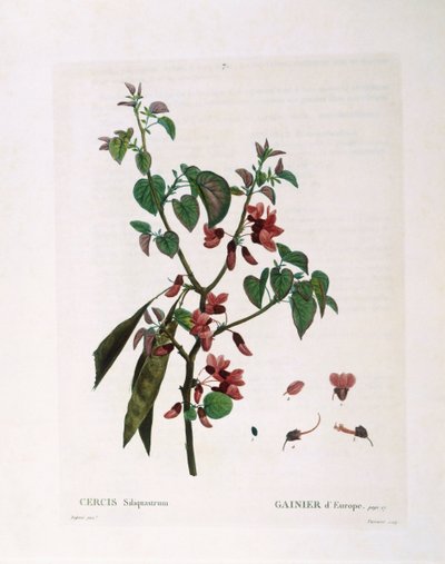 Júdásfa (Cercis siliquastrum), Henry Louis Duhamel du Monceau, Pierre Joseph Redouté botanikai lemeze alkotó: Pierre Joseph Redouté