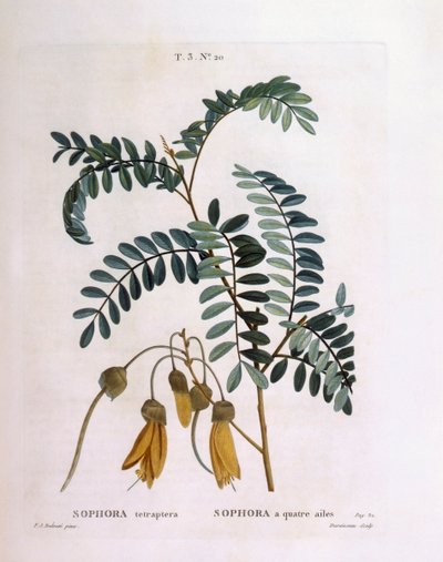 Kowhai (Sophora tetraptera vagy Edwardsia grandiflora), Henry Louis Duhamel du Monceau, Pierre Joseph Redouté botanikai lemeze alkotó: Pierre Joseph Redouté