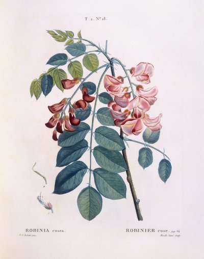 Sáska (Robinia rosea), Henry Louis Duhamel du Monceau, Pierre Joseph Redouté botanikai lemeze alkotó: Pierre Joseph Redouté