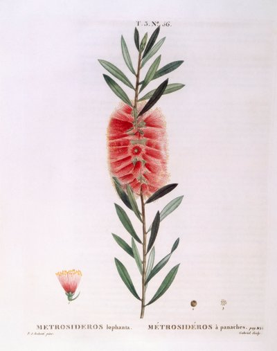Metrosideros Lophanta Henry Louis Duhamel du Monceau, Pierre Joseph Redouté botanikai lemeze alkotó: Pierre Joseph Redouté