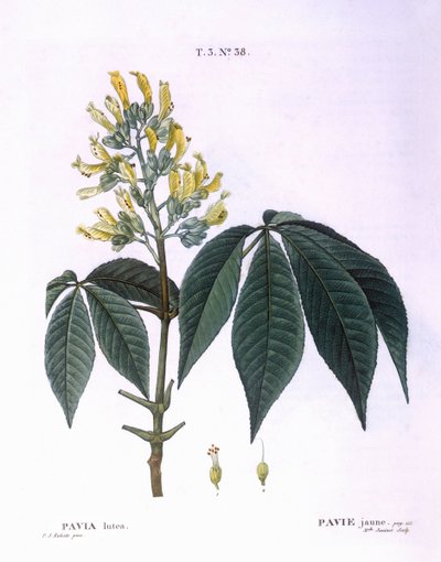 Pavia lutea Henry Louis Duhamel du Monceau, Pierre Joseph Redouté botanikai lemeze alkotó: Pierre Joseph Redouté