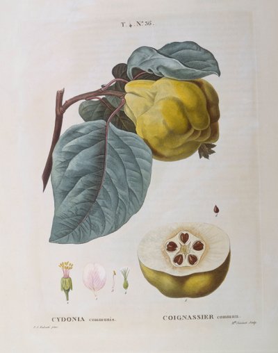 Birs (Cydonia communis), Henry Louis Duhamel du Monceau, Pierre Joseph Redouté botanikai lemeze alkotó: Pierre Joseph Redouté