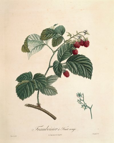 Pierre Joseph Redoute (1759-1840) Málna alkotó: Pierre Joseph Redouté