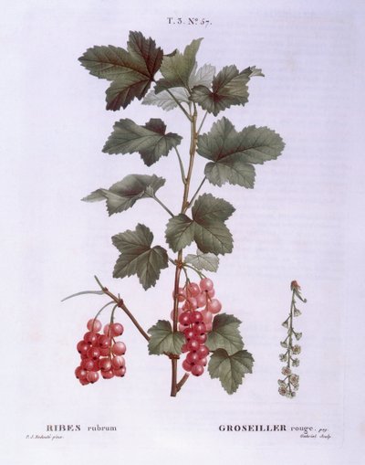 Piros ribizli (Ribes rubrum), Henry Louis Duhamel du Monceau, botanikai lemez Pierre Joseph Redoutétól alkotó: Pierre Joseph Redouté