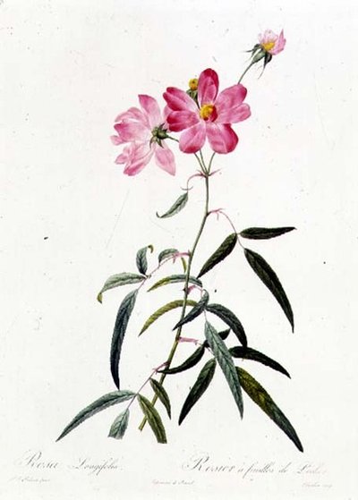 Rosa Longifolia alkotó: Pierre Joseph Redouté