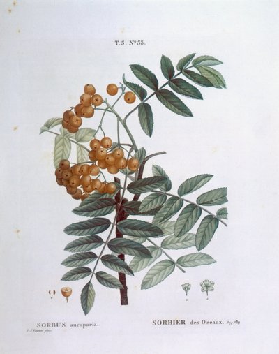Rowan vagy európai hegyi kőris (Sorbus aucuparia), Henry Louis Duhamel du Monceau, Pierre Joseph Redouté botanikai lemeze alkotó: Pierre Joseph Redouté