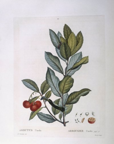 Eperfa (Arbutus unedo), Henry Louis Duhamel du Monceau, Pierre Joseph Redouté botanikai lemeze alkotó: Pierre Joseph Redouté