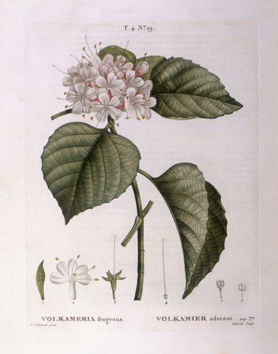 Volkameria fragrans Henry Louis Duhamel du Monceau, botanikai lemez Pierre Joseph Redoutétól alkotó: Pierre Joseph Redouté