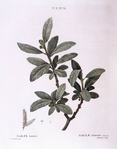 Willow (Salix lanata), Henry Louis Duhamel du Monceau, Pierre Joseph Redouté botanikai lemeze alkotó: Pierre Joseph Redouté