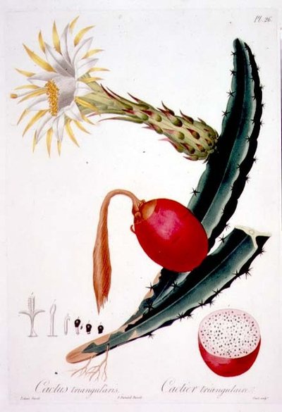 Cactus Triangularis, 26. tábla a „Flore des Antilles” 4. kötetéből, Francois Richard Tussac, 1808–27. alkotó: Pierre Antoine (after) Poiteau