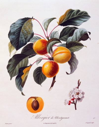 Albergier De Montgamet sárgabarack gyümölcsei és virágai, 1846 körül, Pierre-Antoine Poiteau színes metszete, Pomolgie Francais, Franciaország alkotó: Pierre Antoine (after) Poiteau