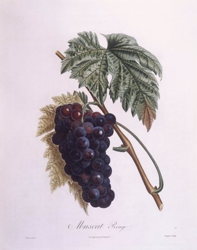 Muskotály szőlő (Vitis vinifera), Henry Louis Duhamel du Monceau, Pierre Antoine Poiteau botanikai lemeze alkotó: Pierre Antoine (after) Poiteau