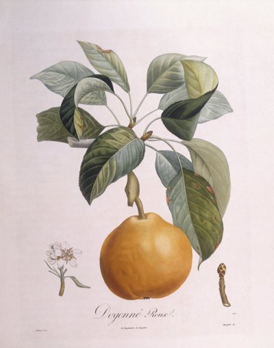 Körte "Doyenné roux" Henry Louis Duhamel du Monceau, Pierre Antoine Poiteau botanikai lemeze alkotó: Pierre Antoine (after) Poiteau
