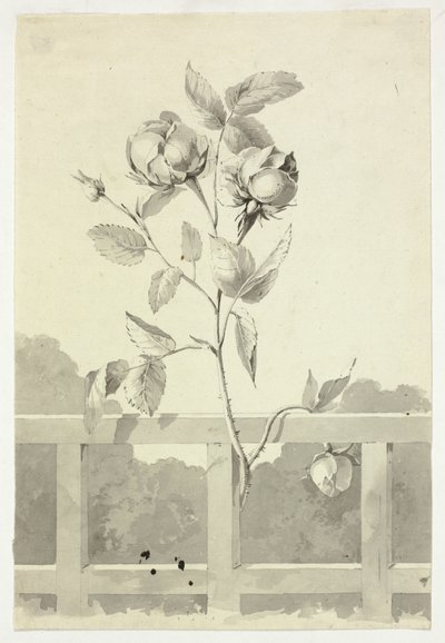 Rose alkotó: Pierre Antoine Mongin