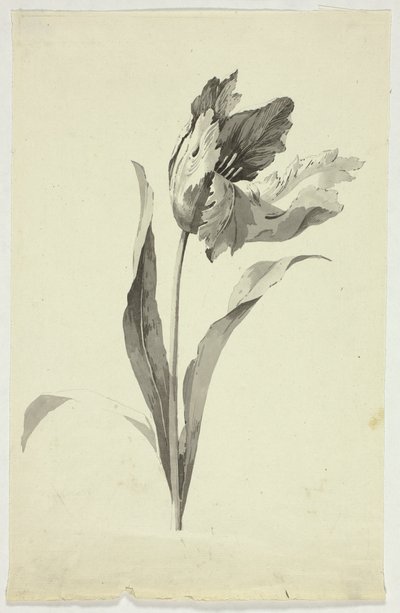 Tulipán alkotó: Pierre Antoine Mongin