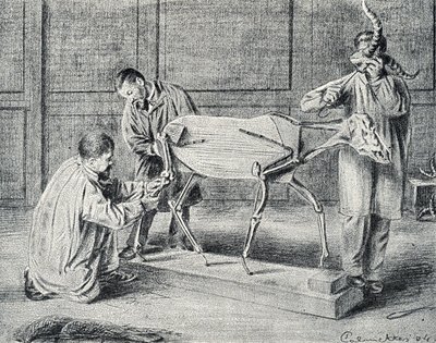 Taxidermia: taxidermisták készítik elő a mesterséges csontvázat a műhelyben Gravírozás a Pierre Calmette Collection privee „Excursion a travers les metiers” című könyvéből alkotó: Pierre Calmettes