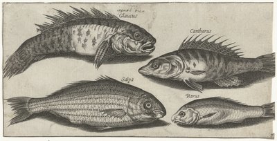 Bockfish, süllő, géb és egy ismeretlen hal Horgászat (sorozat címe) Piscivm vivae ikonok (sorozat címe) alkotó: Pierre Firens