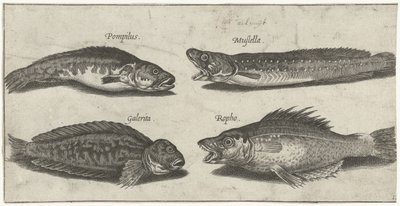 Villa tőkehal, sügér, szarvas blenny és egy fekete hal Horgászat (sorozat címe) Piscivm vivae ikonok (sorozat címe) alkotó: Pierre Firens