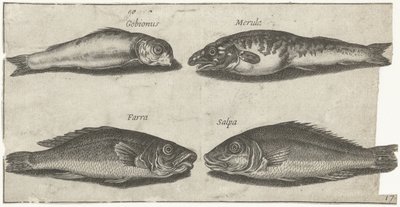 Goby, bogo, vékonybajszú és egy másik hal Horgászat (sorozat címe) Piscivm vivae ikonok (sorozat címe) alkotó: Pierre Firens