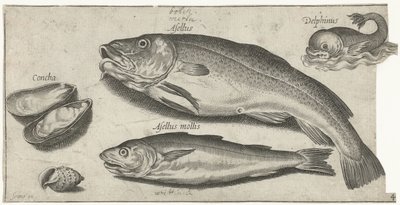Tőkehal, vékonybajszú tőkehal, delfin és kagylók Horgászat (sorozat címe) Piscium vivae ikonok (sorozat címe) alkotó: Pierre Firens