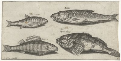 Ponty, menyecske, harcsa és sügér Horgászat (sorozat címe) Piscium vivae ikonok (sorozat címe) alkotó: Pierre Firens