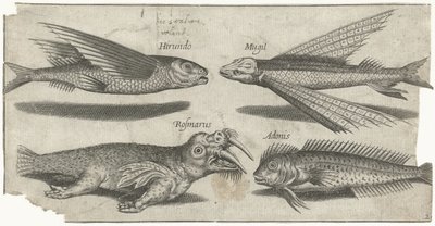 Repülő morgás, csomó, blenny és egy rozmár Horgászat (sorozat címe) Piscivm vivae ikonok (sorozat címe) alkotó: Pierre Firens