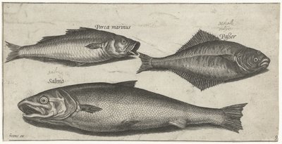 Tengeri sügér, nyelvhal és lazac Horgászat (sorozat címe) Piscium vivae ikonok (sorozat címe) alkotó: Pierre Firens