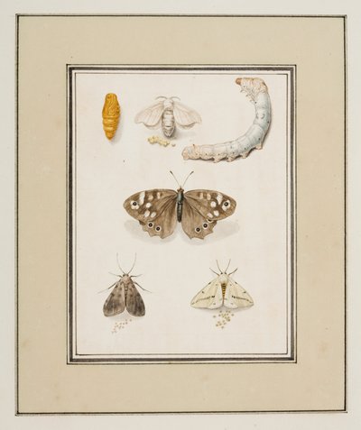 Lepkék, lepkék és hernyók, 1755-1765 körül (akvarell papíron) alkotó: Pierre Francois Ledoulx