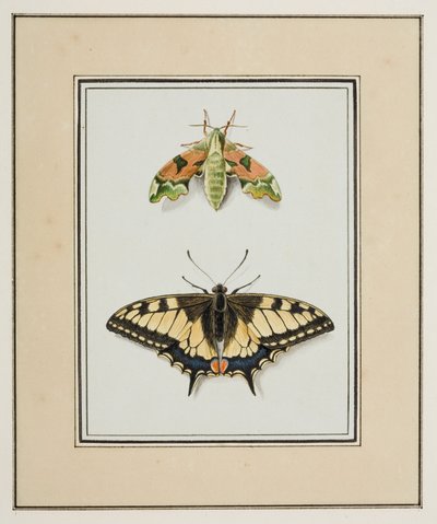 Sólyommoly és óvilági fecskefarkú pillangó, 1755-65 körül (akvarell papíron) alkotó: Pierre Francois Ledoulx